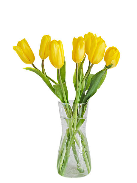 istock Yellow tulips flowers, transparent vase 516918668