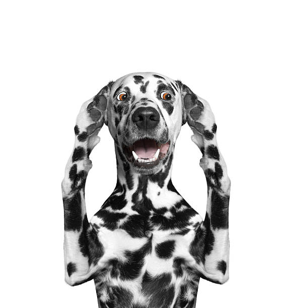 istock Dog hears nothing -- he close the ears 516919228