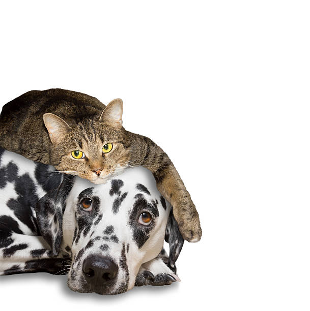 istock close friendship between a cat and a dog 516919272