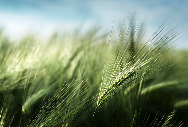 de cevada campo ao pôr do sol tempo - barley grass field green imagens e fotografias de stock