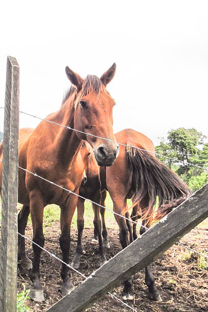 istock Horses of Panama 516919982