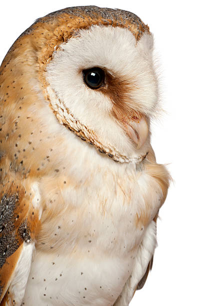 istock Close up of Barn Owl, Tyto alba, 516920128