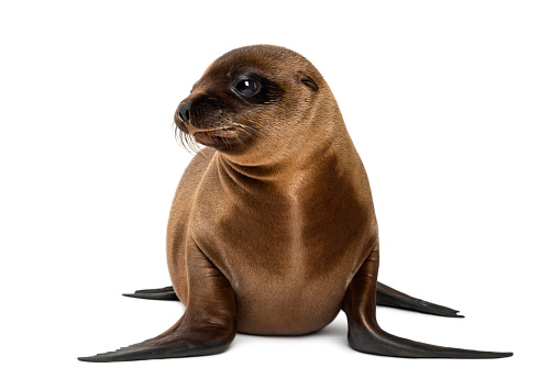 Young California Sea Lion, Zalophus californianus, 3 months old against white background