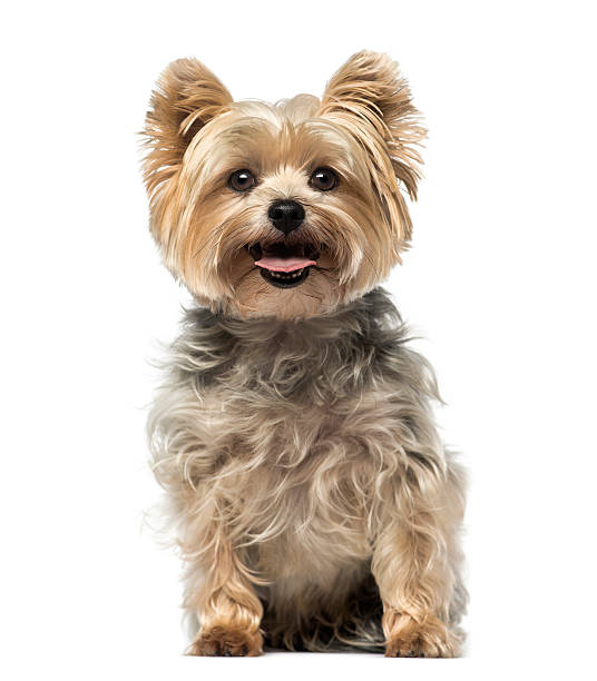 yorkshire terrier (4 lata) - yorkshire terrier zdjęcia i obrazy z banku zdjęć