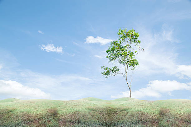 istock Field grass in the morning,and green tree 516920846