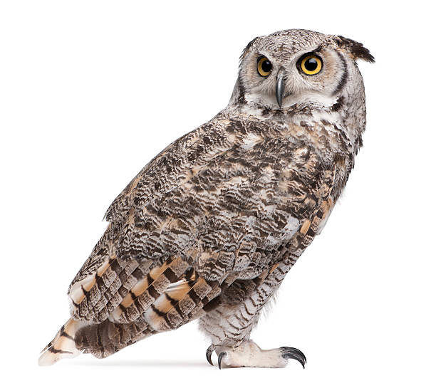 istock Great Horned Owl, Bubo Virginianus Subarcticus, 516921484