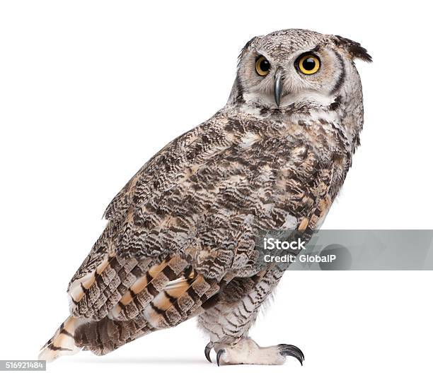 Great Horned Owl Bubo Virginianus Subarcticus Stock Photo - Download Image Now - Owl, White Background, Cut Out