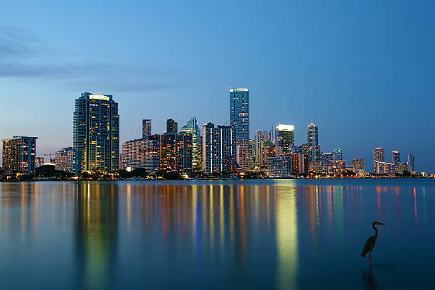 istock Great Blue Heron and the Miami skyline 516921518