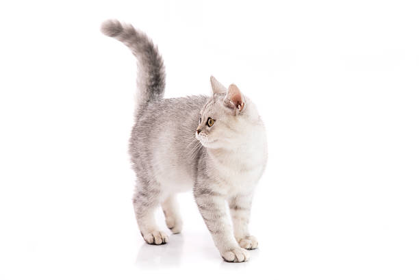 istock Cute american shorthair cat isolated 516921534