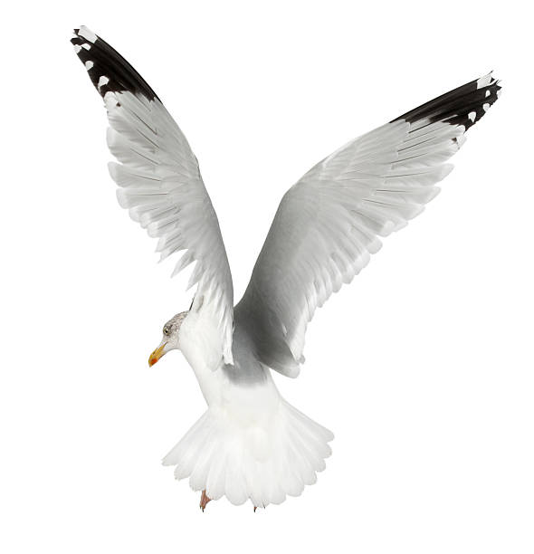 istock European Herring Gull, Larus argentatus, 4 years old, flying 516922554