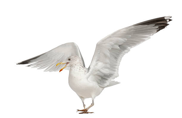 istock European Herring Gull, Larus argentatus, 4 years old, walking 516922718