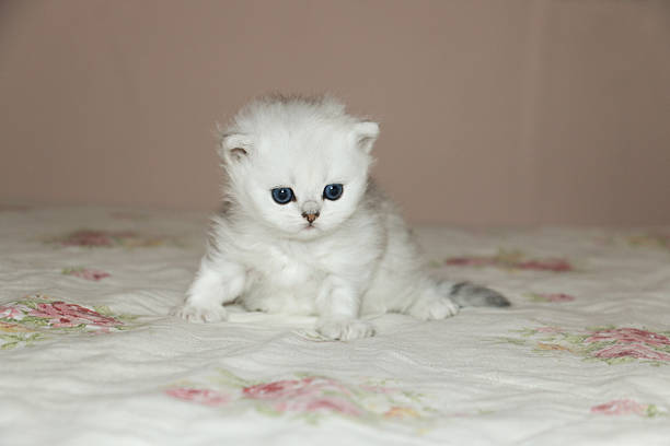 istock White Kitten British Shorthair Playing 516923408