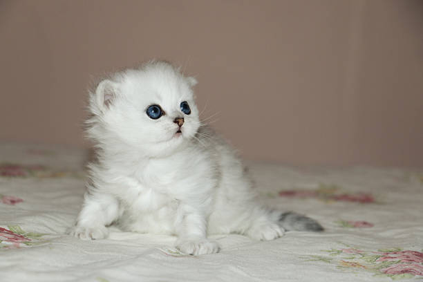istock White Kitten British Shorthair 516923476