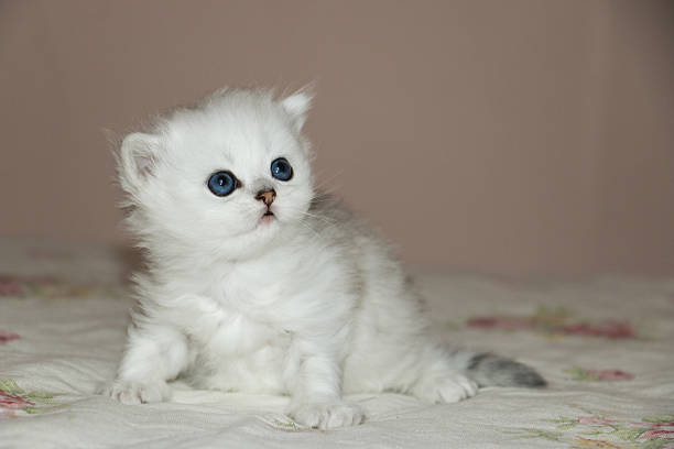 istock White Kitten British Shorthair 516923516