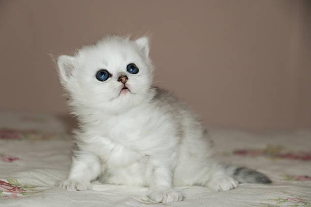 istock White Kitten British Shorthair 516923544