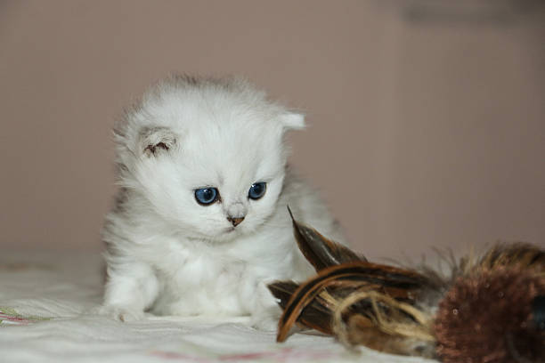 White Kitten British Shorthair Playing