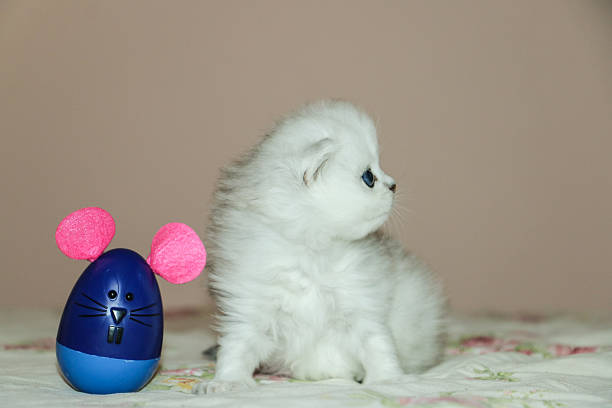 istock White Kitten British Shorthair Playing with Mouse 516923706