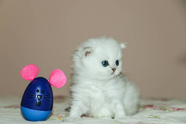 istock White Kitten British Shorthair Playing with Mouse 516923752