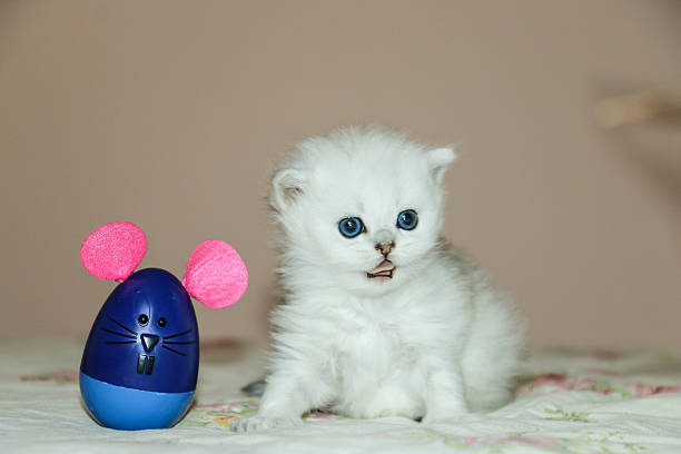 White Kitten British Shorthair Playing with Mouse