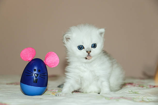 istock White Kitten British Shorthair Playing with Mouse 516923814