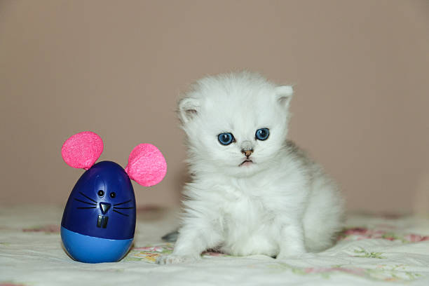 istock White Kitten British Shorthair Playing with Mouse 516923848