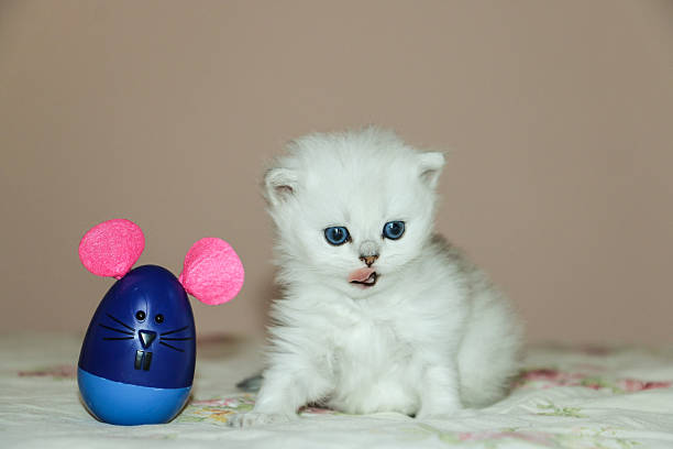 istock White Kitten British Shorthair Playing with Mouse 516923872