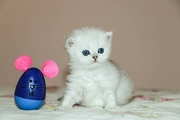 istock White Kitten British Shorthair Playing with Mouse 516923952