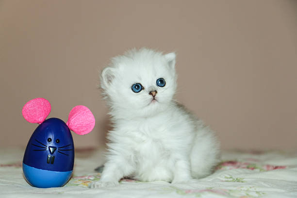 istock White Kitten British Shorthair Playing with Mouse 516923976
