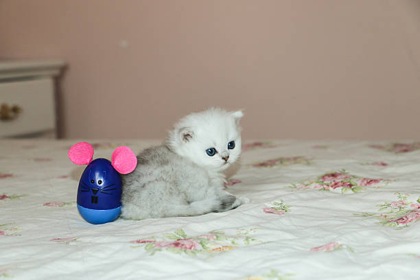 White Kitten British Shorthair Playing with Mouse