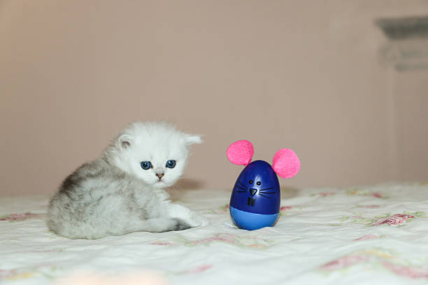 istock White Kitten British Shorthair Playing with Mouse 516924302