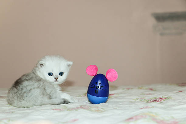 istock White Kitten British Shorthair Playing with Mouse 516924342