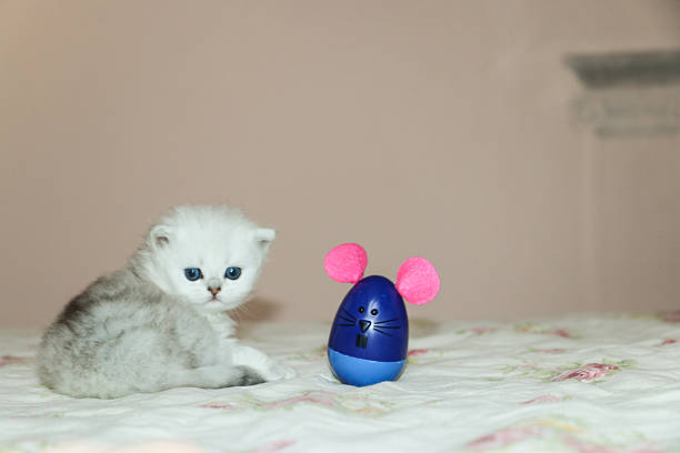 istock White Kitten British Shorthair Playing with Mouse 516924374