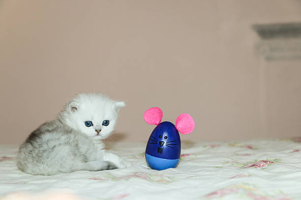 istock White Kitten British Shorthair Playing with Mouse 516924394