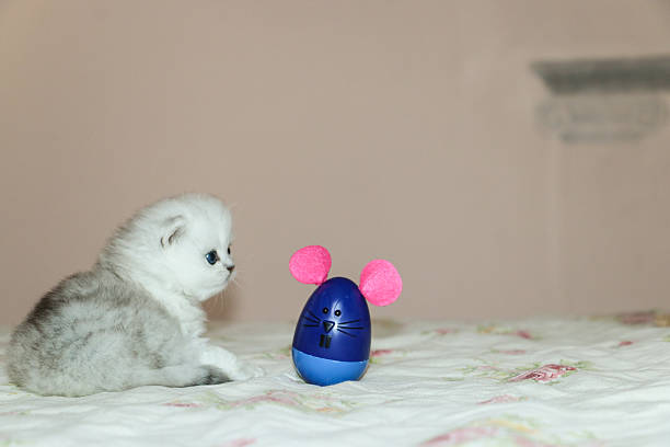 istock White Kitten British Shorthair Playing with Mouse 516924434