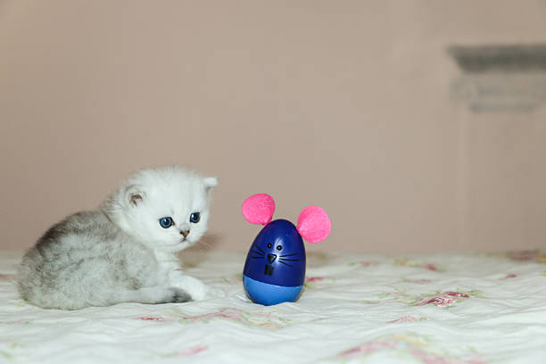 istock White Kitten British Shorthair Playing with Mouse 516924462