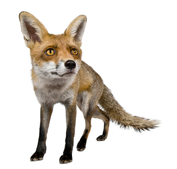 istock Front view of Red Fox, 1 year old, standing 516924474