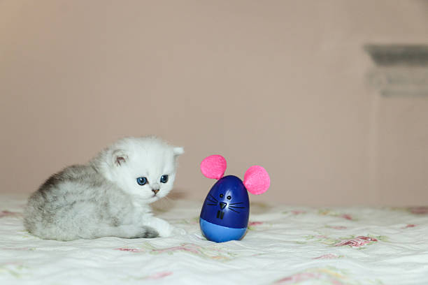 istock White Kitten British Shorthair Playing with Mouse 516924490