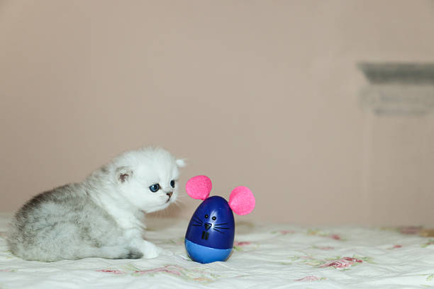 istock White Kitten British Shorthair Playing with Mouse 516924530