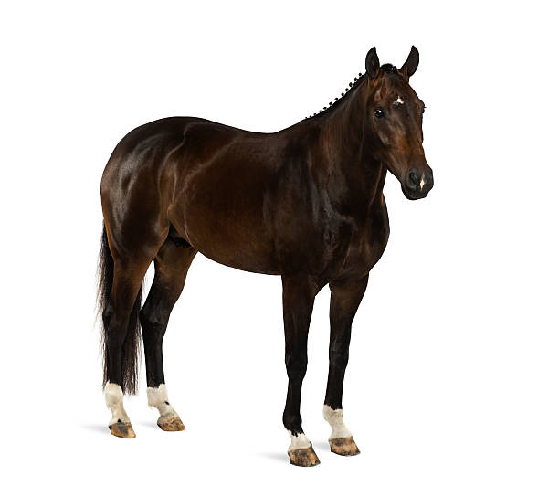istock KWPN - Dutch Warmblood Equus ferus caballus 516924934