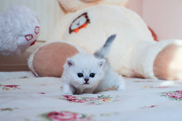 istock White Kitten British Shorthair 516925056