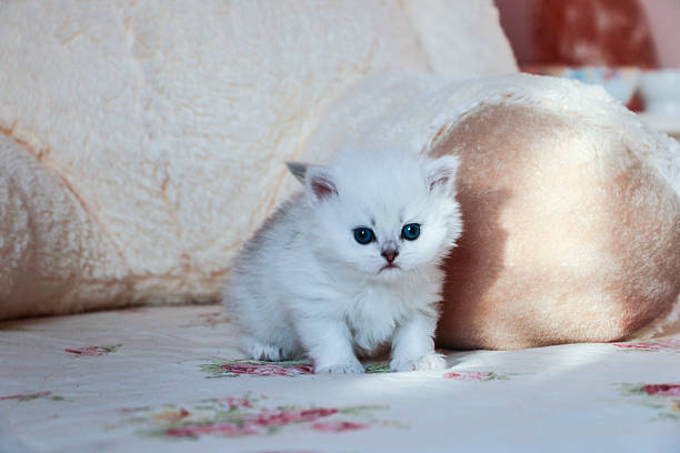 istock White Kitten British Shorthair 516925130