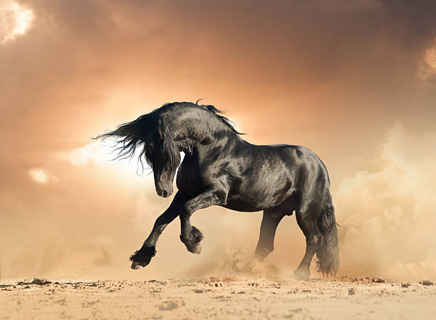 istock frisian stallion in the wild 516925270