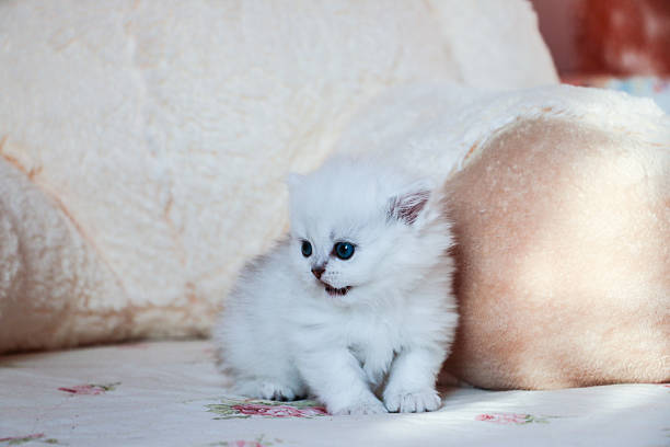 istock White Kitten British Shorthair 516925304
