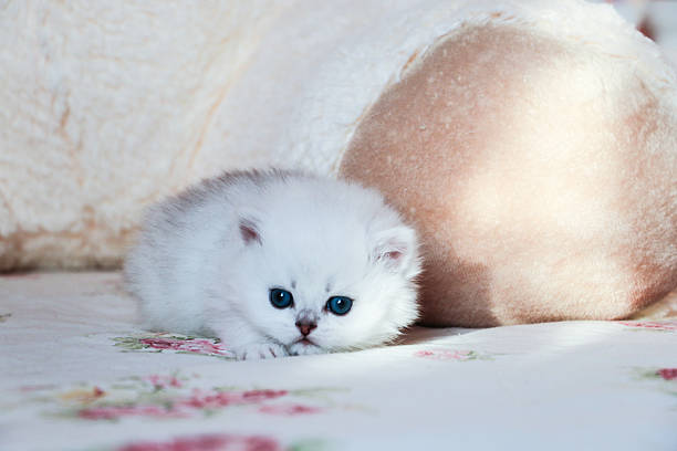 istock White Kitten British Shorthair 516925350