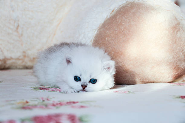 istock White Kitten British Shorthair 516925382