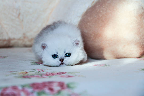 istock White Kitten British Shorthair 516925462