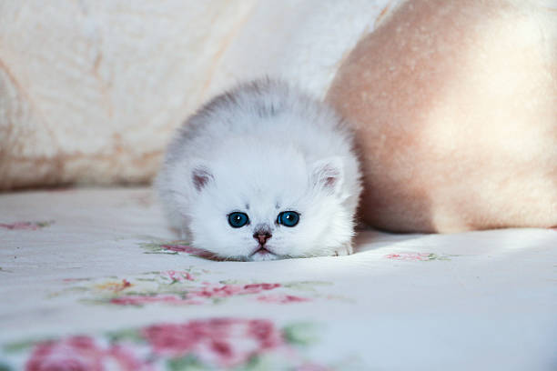 istock White Kitten British Shorthair 516925508