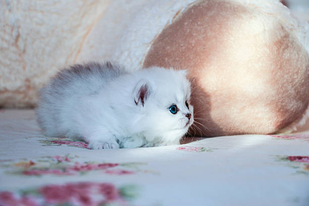 istock White Kitten British Shorthair 516925554
