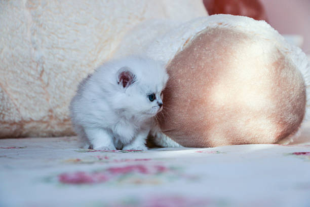 istock White Kitten British Shorthair 516925654