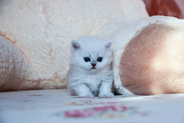 istock White Kitten British Shorthair 516925796